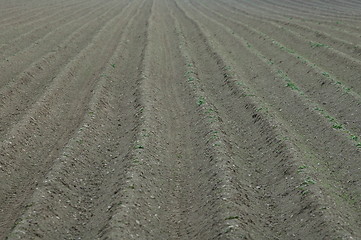 Image showing drills of spuds