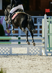 Image showing Rider on bay horse in competitions