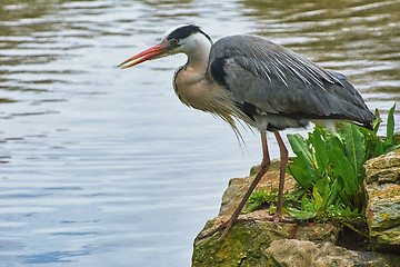 Image showing Heron on the Rock