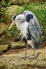 Image showing Heron on the Rock