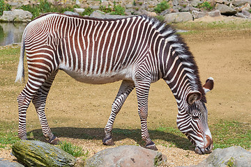 Image showing Zebra (Equus Quagga)