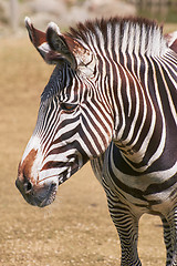 Image showing Portrait of Zebra