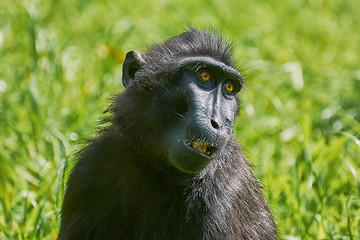 Image showing Celebes Crested Macaque