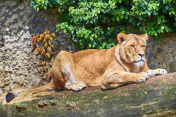 Image showing Lioness on Trunk