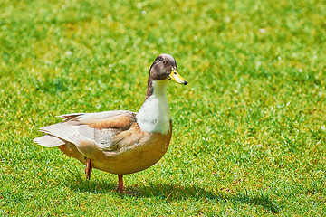 Image showing Duck on the Grass