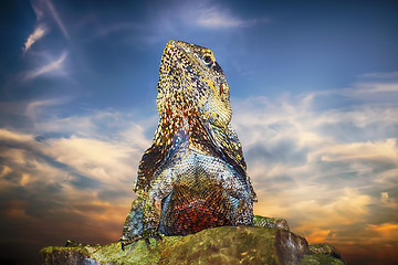Image showing Guatemalan Spiny-tailed Iguana