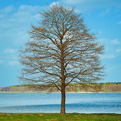Image showing Bare Tree on the Bank