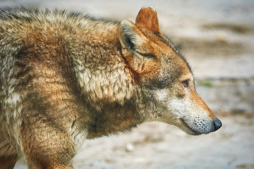 Image showing Portrait of Wolf