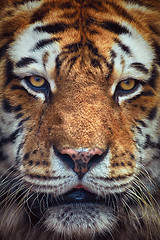 Image showing Portrait of Tiger