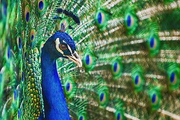 Image showing Portrait Of Peacock