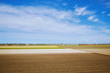 Image showing Harvested Fields of Tulips