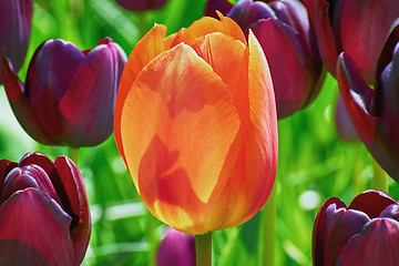 Image showing Red Tulip Flower  