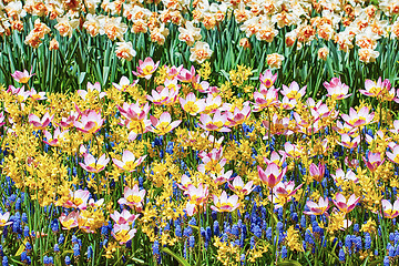 Image showing Lilac Wonder Tulips