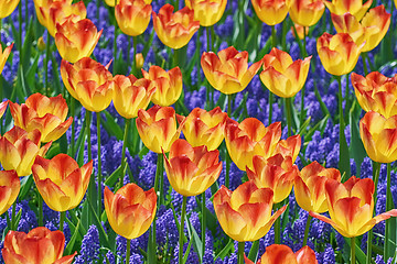 Image showing Tulips