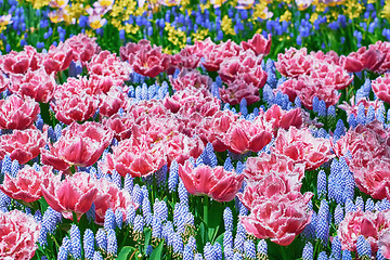 Image showing Fringed Tulips Flowerbed