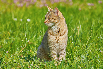 Image showing Outbred Cat 