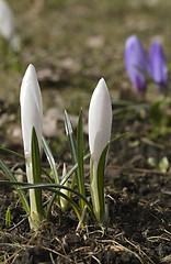 Image showing Crocus flowers in spring