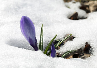 Image showing Crocus flower in the snow