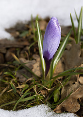 Image showing Crocus flower in the snow