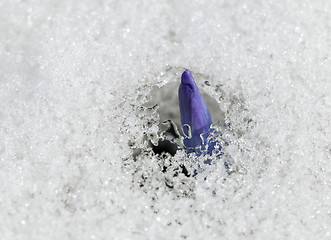 Image showing Crocus flower in the snow