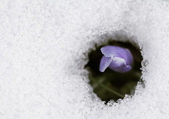 Image showing Crocus flower in the snow