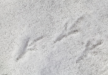 Image showing Bird footprints on the snow