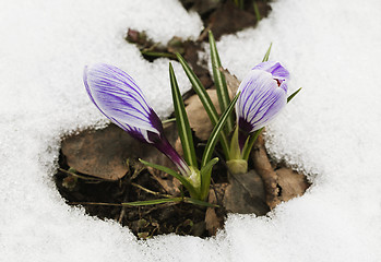 Image showing Crocus flower in the snow