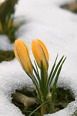 Image showing Crocus flower in the snow