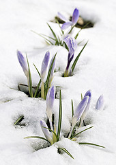 Image showing Crocus flower in the snow