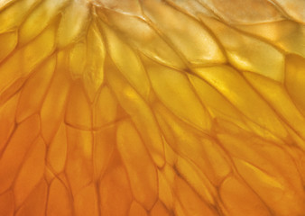 Image showing Tangerine pulp in the backlight