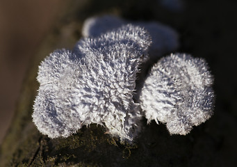 Image showing Lichen growing on a dead tree