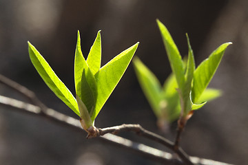 Image showing Fresh spring leaves