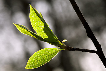 Image showing Fresh spring leaves