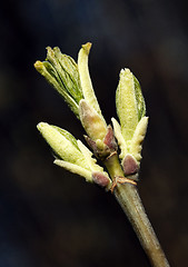 Image showing Fresh spring leaves