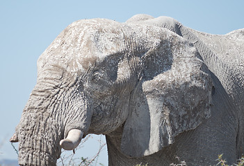 Image showing old elephant