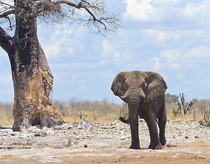 Image showing elephant in Africa