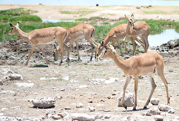 Image showing antelopes impala