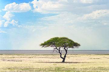 Image showing african landscape