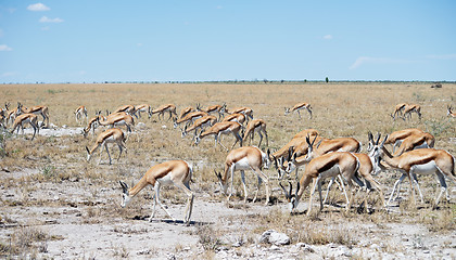 Image showing Etosha park