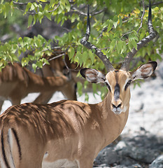 Image showing antelope impala