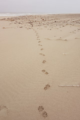 Image showing big cat track