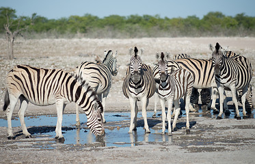 Image showing zebras at a watering hole