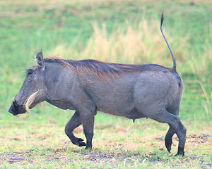 Image showing warthog