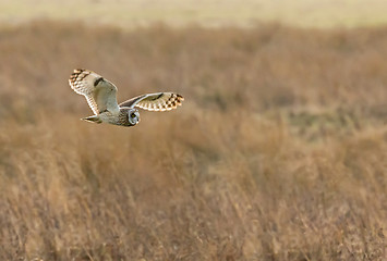 Image showing Short-eared Owl Hunting