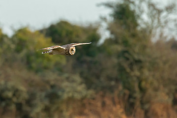 Image showing Short-eared Owl over Sussex Countryside