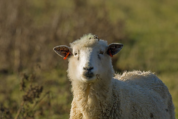 Image showing Sheep Looking