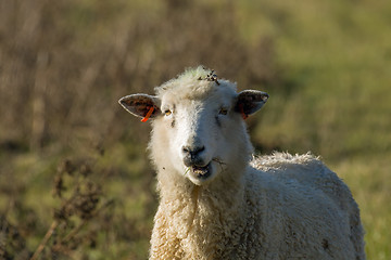 Image showing Sheep Chewing 