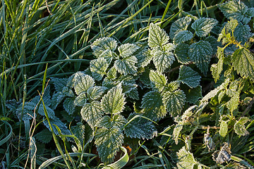 Image showing Frost on Nettles