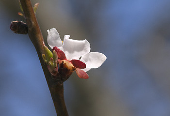 Image showing Sakura flower, close-up
