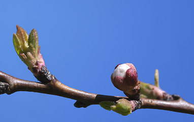 Image showing Sakura buds, close-up